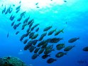 Vivaneau a cinq bandes (lutjanus quinquelineatus)